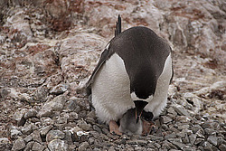 ����������������� ������� (Pygoscelis papua) �� ������� ��������� �����