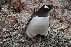 ����������������� ������� (Pygoscelis papua) �� ������� ��������� �����