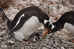 ����������������� ������� (Pygoscelis papua) �� ������� ��������� �����