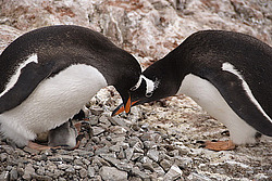 ����������������� ������� (Pygoscelis papua) �� ������� ��������� �����