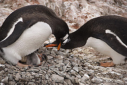 ����������������� ������� (Pygoscelis papua) �� ������� ��������� �����