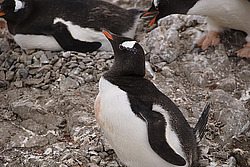 ����������������� ������� (Pygoscelis papua) �� ������� ��������� �����