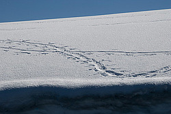 ����������������� ������� (Pygoscelis papua)