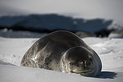 ������� ������� (Hydrurga leptonyx)