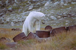 ����� ������� (Ursus maritimus) � ������� ����