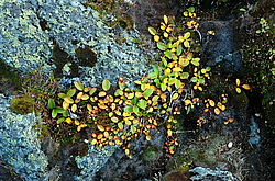 ������, ����������� ������, �����