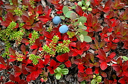 ������, ����������� ������, �����