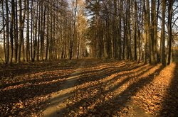 ������� "����� ���������", �����������