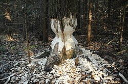 ����� ����������������� �����