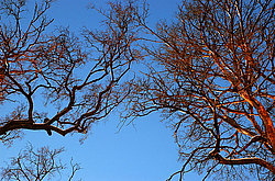 ���������� �������. ����������. �������-������������ ���������. ����� ���� �� ������