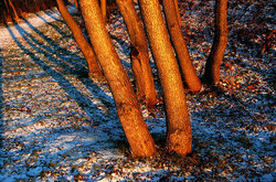 ������� ��������. ������