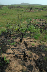 ���������, ������ 2008