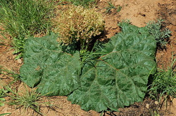 ���������-������������� ���������� ����������. ������ ��������� (Rheum tataricum)
