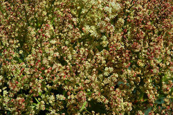 ���������-������������� ���������� ����������. ������ ��������� (Rheum tataricum). �����