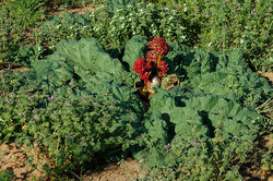 ���������-������������� ���������� ����������. ������ ��������� (Rheum tataricum). ��������