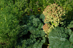 ���������-������������� ���������� ����������. ������ ��������� (Rheum tataricum). ��������
