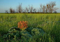���������-������������� ���������� ����������. ������ ��������� (Rheum tataricum)