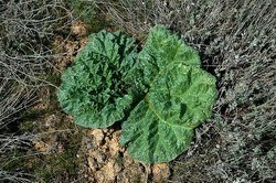 ���������-������������� ���������� ����������. ������ ��������� (Rheum tataricum)