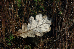 ����� � ��������� ����. ������� ���� � ����