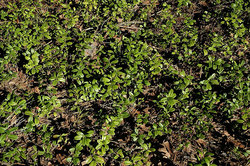 ����� � ��������� ����, ������ ��������������