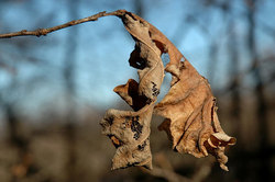 ����� � ��������� ����. ����� ����