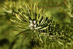 ����� � ��������� ����. ����� ������� �����