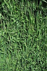 �������������������� ������ - ������� ���� ������