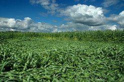 �������������������� ������ - ������� ���� ������