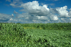 �������������������� ������ - ������� ���� ������