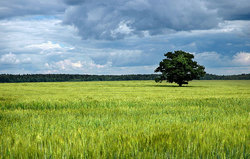 �������������������� ������ - ������� ���� ������, �������� ���