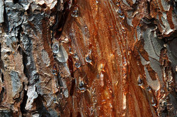 ����� � ��������� ����. ����� �����