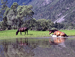 ���� ������� ������: �����, ������