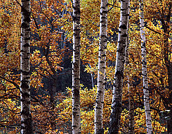 ���� ������� ������: ������ �������