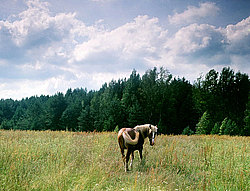 �������� ������ (Equus ferus caballus) ���� ������� ������: ������