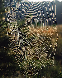 ���� ������� ������: �������