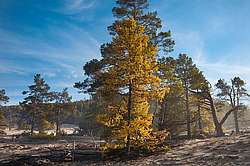 ������, ������� ����� ����� �������� �� ������� ������