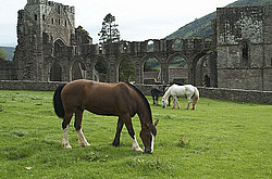 ��������������, ��������� ������� (Lanthony)