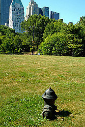 ���-����, ������� ���� (Central Park)