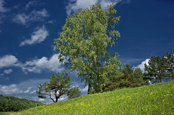 ����� �������, �������� �������, ������ ������� �� ������ �����