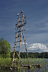 ������������� �������, ����������� �������, ������� � ���������