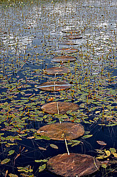 ������������� �������, ����������� �������, ������� � ���������