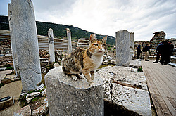 ����, ������. �������� ���