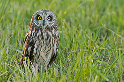 �������� ���� (Asio flammeus) ������������� �������