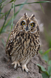 �������� ���� (Asio flammeus) ������������� �������
