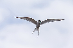 ������ ������ (Sterna hirundo) ������������� �������