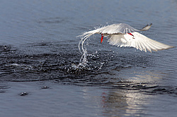 ������ ������ (Sterna hirundo) ������������� �������
