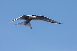 ������ ������ (Sterna hirundo) ������������� �������