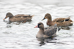 ��������� ���� (Anser albifrons) ������������� �������