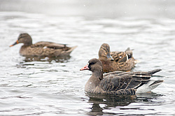 ������������� �������