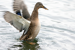 ������ (Anas platyrhynchos) ������������� �������